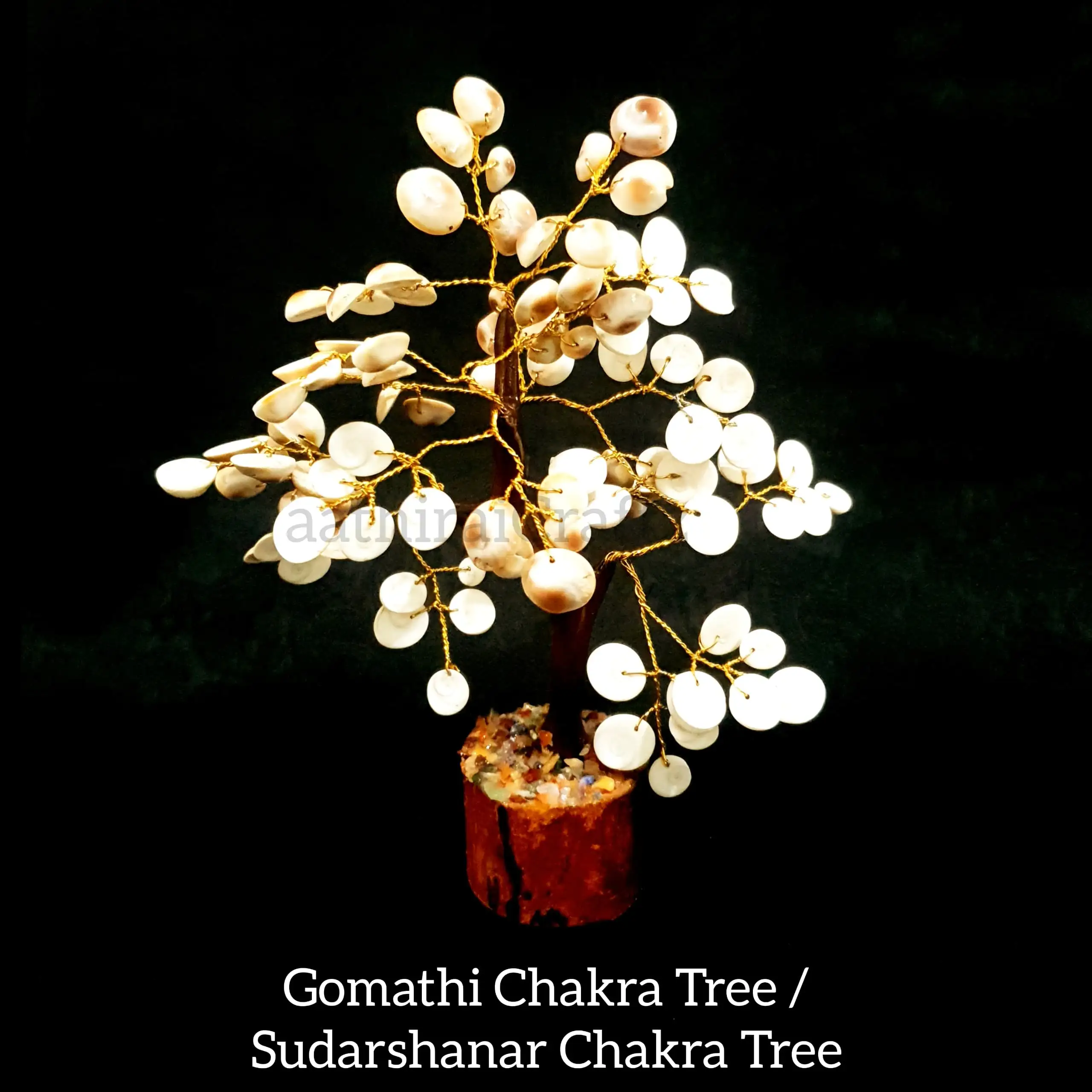 Natural Gomathi Chakra Maram - image 1