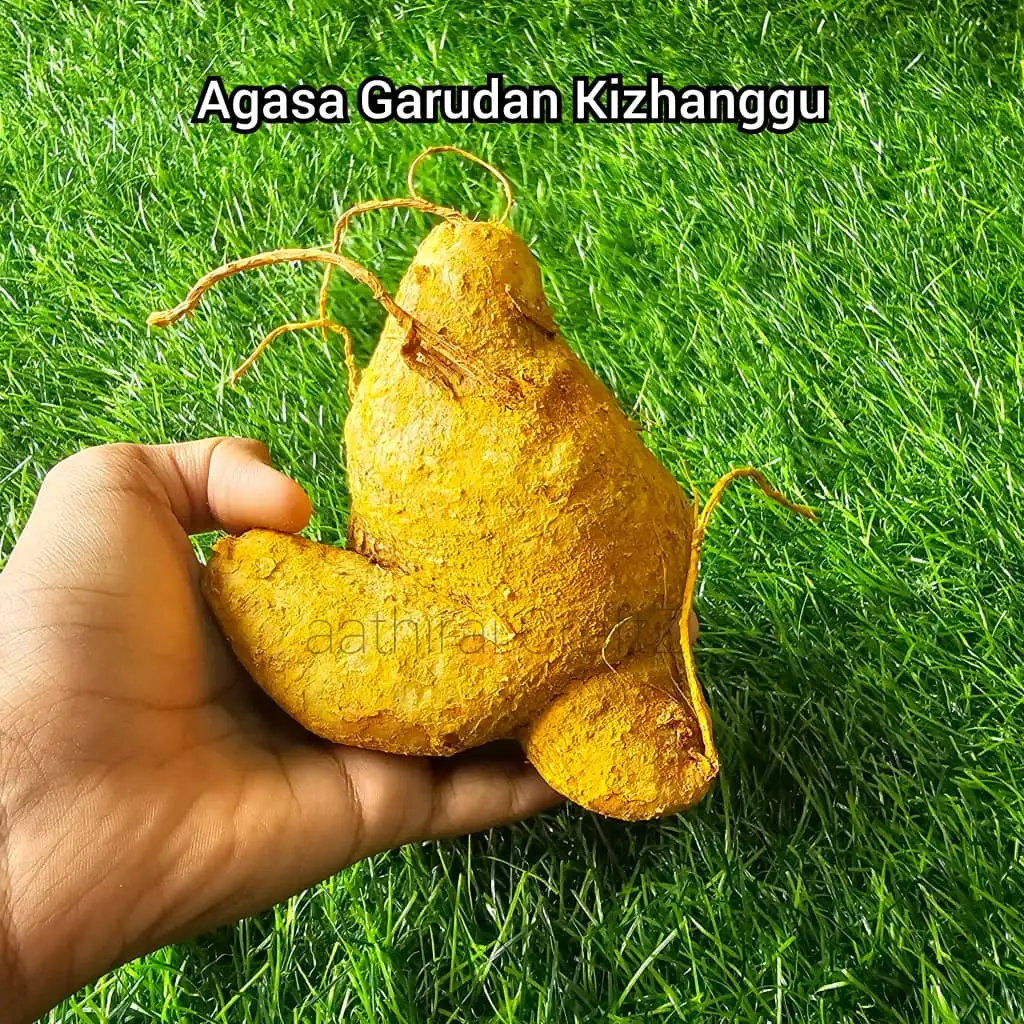 Akasa garudan Kizhangu Agasa garudan kilangu - image 2