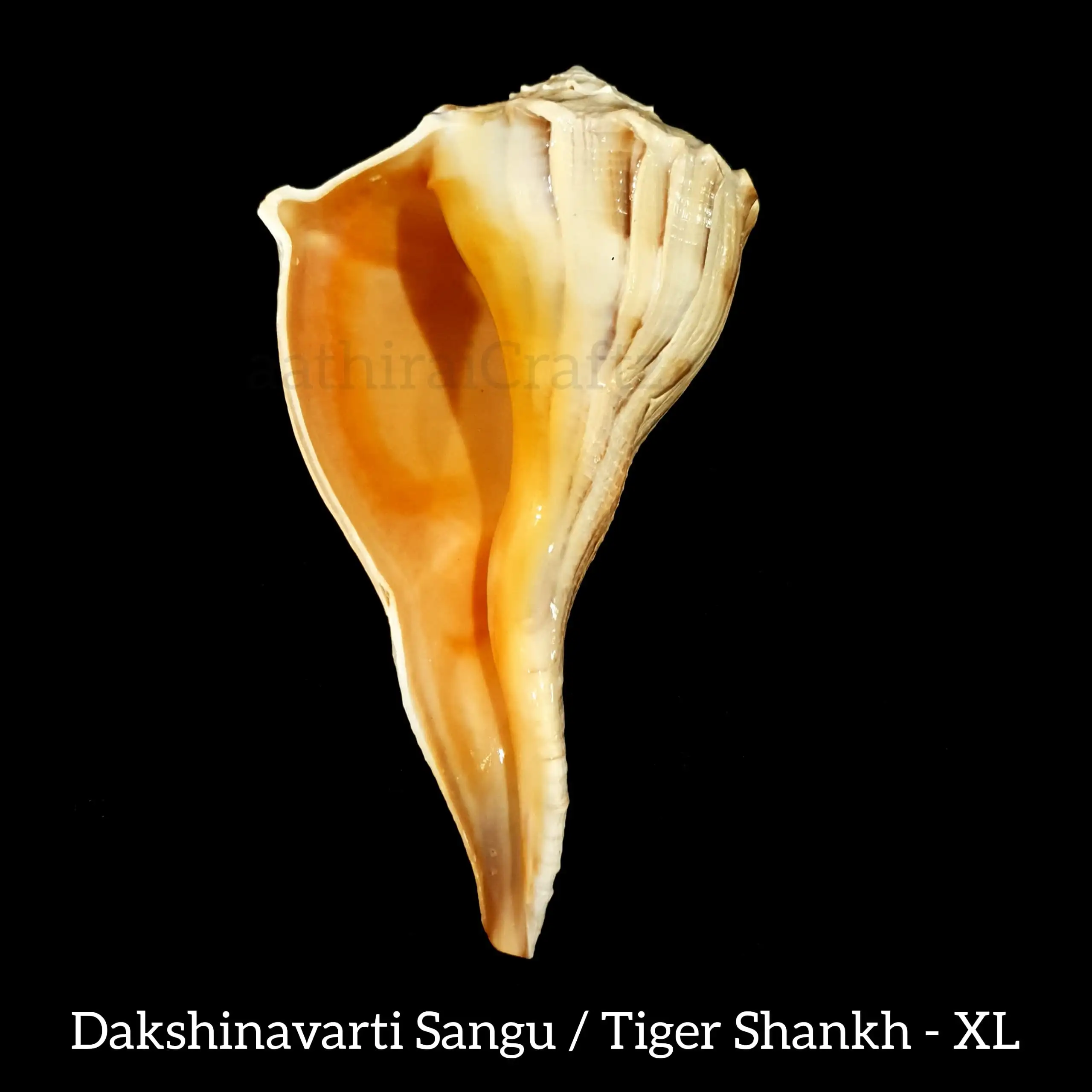 Dakshinavarti Sangu / Tiger Shankh - image 2