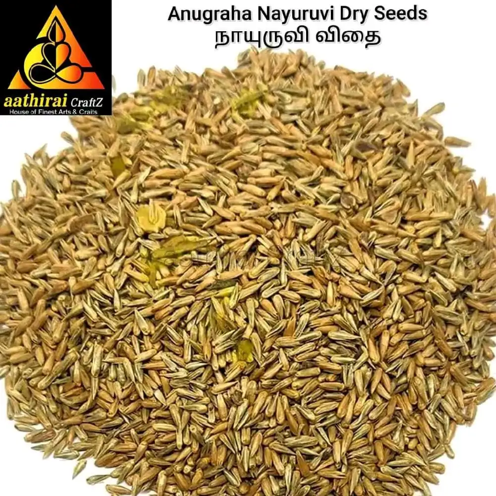 Anugraha Nayuruvi Seeds / Prickly Chaff flower 100g - image 2