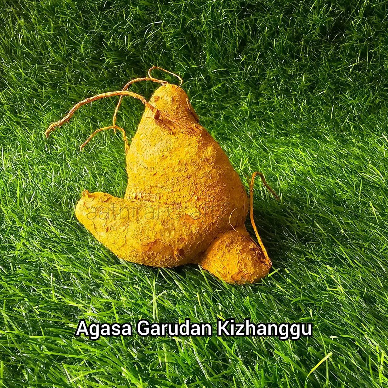 Akasa garudan Kizhangu Agasa garudan kilangu - image 1