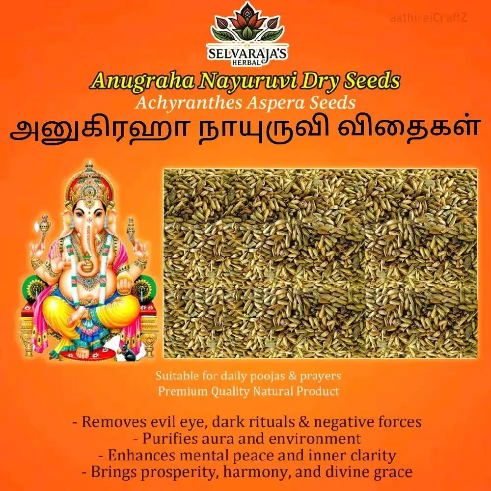 Anugraha Nayuruvi Seeds / Prickly Chaff flower 100g - image 1